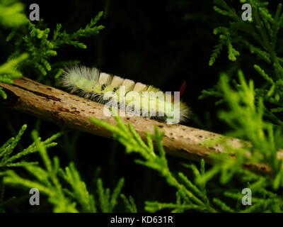 Pale tussock Motte Caterpillar Stockfoto