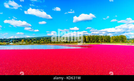 Reife Cranberries, die während der Ernte im Glen Valley im Fraser Valley im Süden von British Columbia, Kanada, unter blauem Himmel in der Lagune schweben Stockfoto