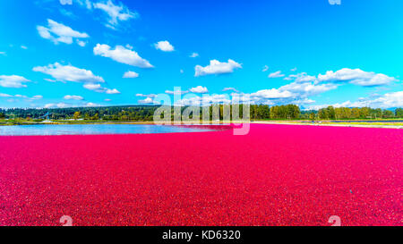 Reife Cranberries, die während der Ernte im Glen Valley im Fraser Valley im Süden von British Columbia, Kanada, unter blauem Himmel in der Lagune schweben Stockfoto