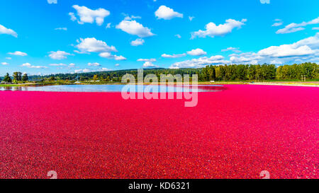 Reife Cranberries, die während der Ernte im Glen Valley im Fraser Valley im Süden von British Columbia, Kanada, unter blauem Himmel in der Lagune schweben Stockfoto