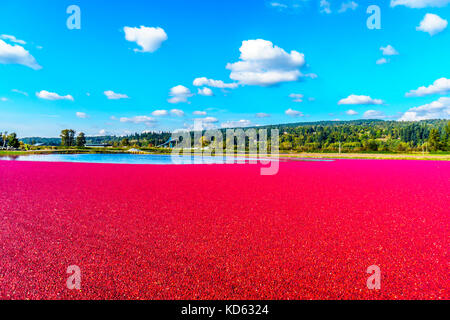 Reife Cranberries, die während der Ernte im Glen Valley im Fraser Valley im Süden von British Columbia, Kanada, unter blauem Himmel in der Lagune schweben Stockfoto