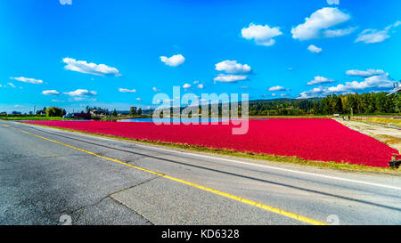 Reife Cranberries, die während der Ernte im Glen Valley im Fraser Valley im Süden von British Columbia, Kanada, unter blauem Himmel in der Lagune schweben Stockfoto