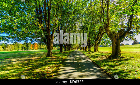 Reife Ahornbäume auf beiden Seiten einer Gasse an einem schönen Oktobertag in der Nähe von Fort Langley British Columbia Stockfoto