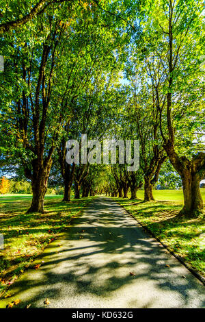 Reife Ahornbäume auf beiden Seiten einer Gasse an einem schönen Oktobertag in der Nähe von Fort Langley British Columbia Stockfoto