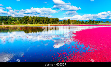 Reife Cranberries, die während der Ernte im Glen Valley im Fraser Valley im Süden von British Columbia, Kanada, unter blauem Himmel in der Lagune schweben Stockfoto