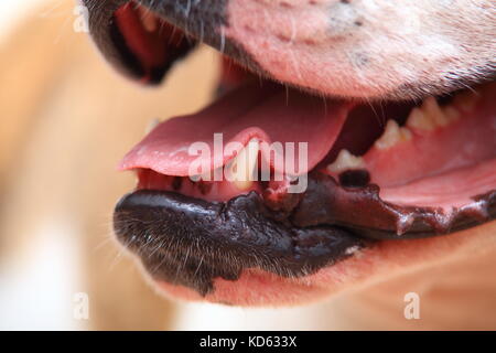Zunge und eckzähne von American Bulldog close-up. Konzept der Böse und gefährlich. Stockfoto