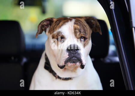 Schwere amerikanische Bulldogge im Auto. Leiter der weiße amerikanische Bulldogge close-up. Stockfoto