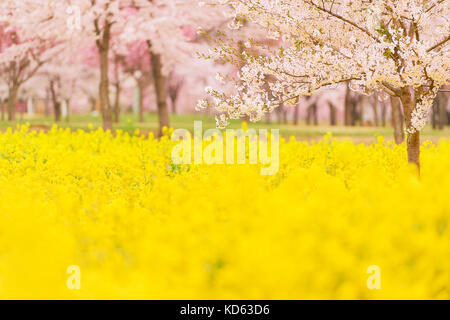 Kirschblüten in voller Blüte und Raps Blumen, Gunma Präfektur, Japan Stockfoto