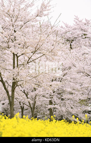 Kirschblüten in voller Blüte und Raps Blumen, Gunma Präfektur, Japan Stockfoto