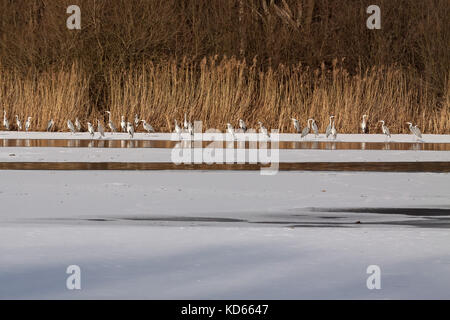 Graureiher (Ardea cinerea) stehend auf gefrorenen See, Schweden. Stockfoto