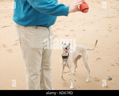 Man wirft die Kugel für Whippet Hund am Strand in Ramsgate, Kent, Großbritannien Stockfoto