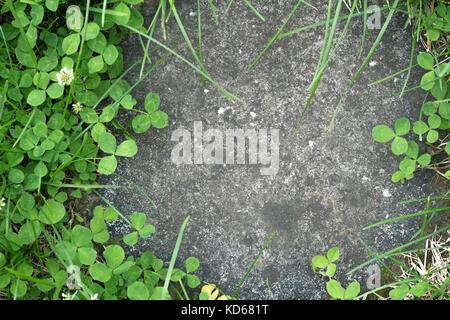 Gras und Klee wächst zwischen Betonfahrbahndecke Stockfoto