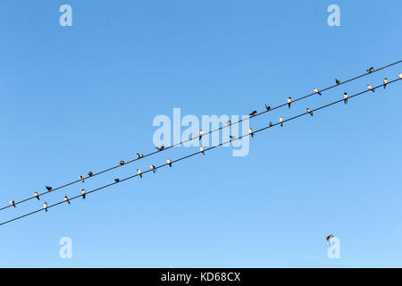 Gruppe der Schwalben auf elektrischen Leitungen Stockfoto