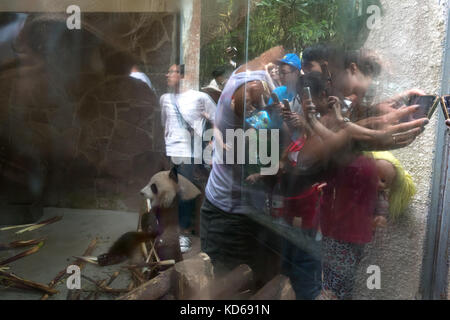 Menschen und Touristen fotografieren mit Smartphone in Chengdu Panda Forschungs- und Aufzuchtstation in China, Asien Stockfoto