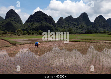 Mann bei der Arbeit als Bauer im Reisfeld, pflanzen Reis pflanzen in Yangshuo Landschaft, Guangxi, China, Asien. chinesische Bauern bei der Arbeit. Die chinesische Landwirtschaft Stockfoto