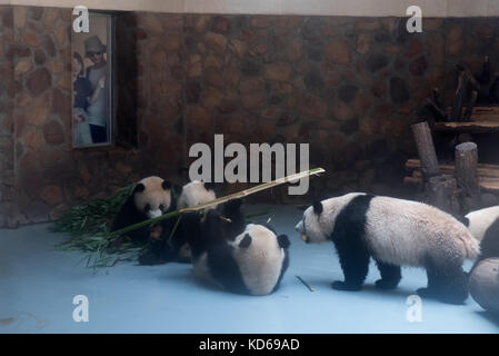 Chengdu Panda Forschungs- und Aufzuchtstation, oder Panda Base, in Chengdu, China, Asien. Wilde Tiere in Zoo, Tierpark, Rescue Center Stockfoto