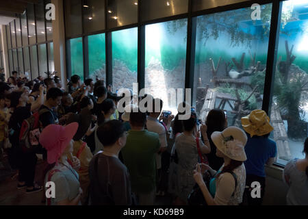 Menschen und Touristen fotografieren mit Smartphone in Chengdu Panda Forschungs- und Aufzuchtstation, oder Panda Base, in Chengdu, China, Asien. Tier i Stockfoto