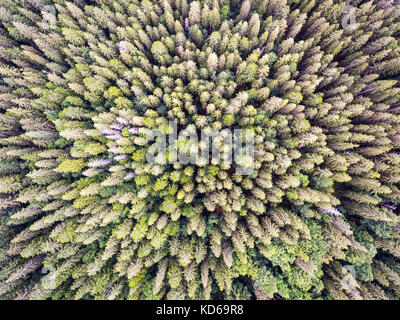 Schöne panoramische Fotos über die Oberseiten der Kiefernwald. Luftaufnahme. Von oben. Stockfoto