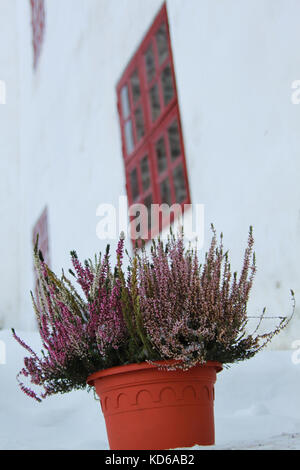 Getrockneten Lavendel in einem Terrakottatopf Stockfoto