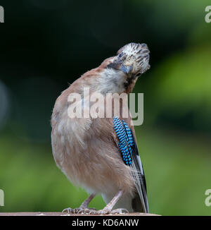 Detaillierte Vorderansicht Nahaufnahme, wilder junger britischer jay Bird (Garrulus glandarius) isoliert im Freien, natürlicher Waldgarten im Vereinigten Königreich, lustige Pose. Britische Vögel. Stockfoto