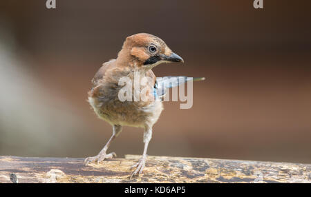 Detaillierte, Frontansicht Nahaufnahme von Flauschigen juvenile UK Jay Bird (Garrulus glandarius) isoliert im Freien im Sommer auf der Suche nach einer Seite anmelden thront. Stockfoto