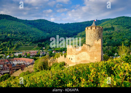 Das Château de Kaysersberg ist eine Burgruine in den Weinbergen rund um die historische Stadt Stockfoto