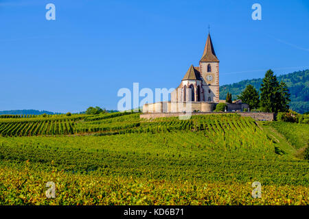 Die ökumenische Kirche saint-Jacques-le-Majeur ist in die Weinberge rund um das historische Dorf am Fuße des Elsass Hügeln Stockfoto