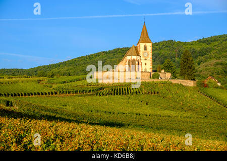 Die ökumenische Kirche saint-Jacques-le-Majeur ist in die Weinberge rund um das historische Dorf am Fuße des Elsass Hügeln Stockfoto