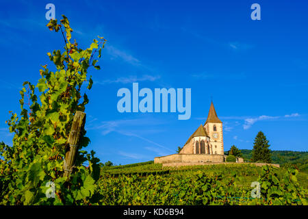 Die ökumenische Kirche saint-Jacques-le-Majeur ist in die Weinberge rund um das historische Dorf am Fuße des Elsass Hügeln Stockfoto