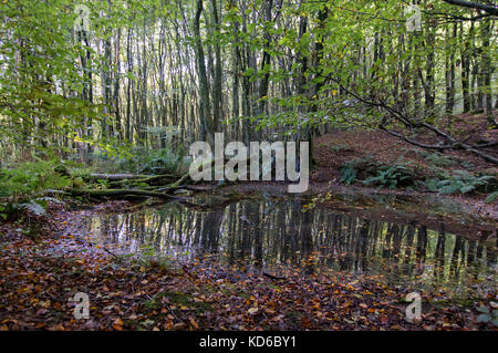 Oase im Wald, Reflexionen in den Teich - Foto Stockfoto