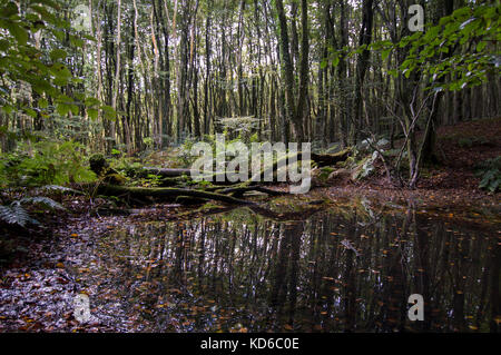 Oase im Wald, Reflexionen in den Teich - Foto Stockfoto