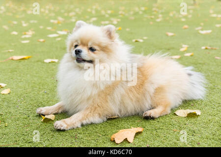 Kleine Hund liegend auf der Wiese im Park, Natur, Herbst Stockfoto