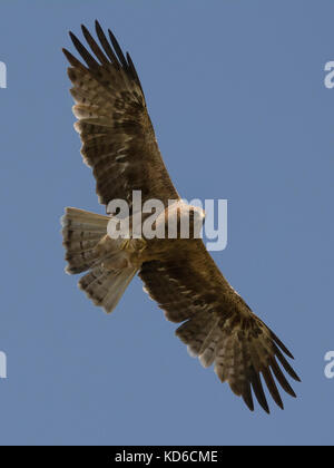 Zwergadler (Hieraaetus pennatus, oder Aquila pennata), dunkler Morph, der mit indischem Wüstenjird-Fang am Großraum rann von kutch, Gujrat, Indien, fliegt Stockfoto