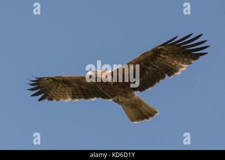 Zwergadler (Hieraaetus pennatus, oder Aquila pennata), dunkler Morph, der mit indischem Wüstenjird-Fang am Großraum rann von kutch, Gujrat, Indien, fliegt Stockfoto