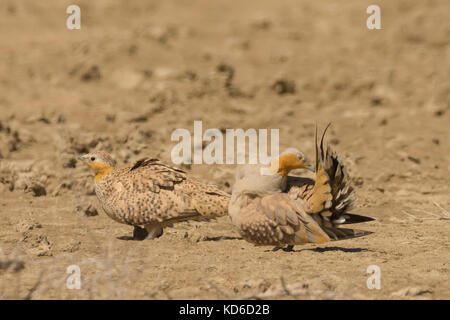 Fleckensandhuhn (Pterocles senegallus) bei Greater Rann of Kutch, Gujarat, Indien Stockfoto