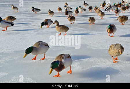 Gezähmte wilde Enten auf dem gefrorenen Teich Stockfoto