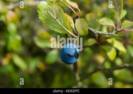 Makro schlehe Steinfrucht Beeren auf native Hecke blackthorn Bush in saxtead England britische Inseln reif deep blue Steinfrucht Herbst und Winter Beeren Stockfoto