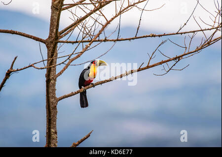 Tucano-de-BICO-verde (ramphastos dicolorus) fotografado em Pedra Azul, Espírito Santo Nordeste do Brasil. b... Mata Atlântica. Stockfoto