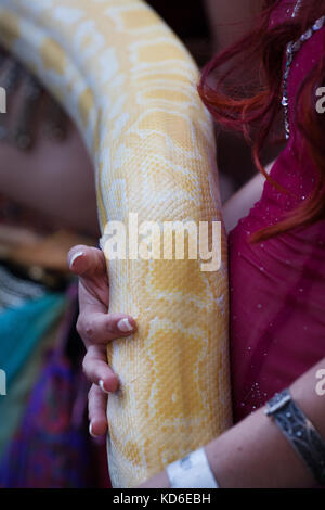 Bauchtänzerin Handhabung ein Albino Tigerpython snake. Stockfoto