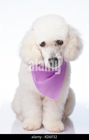 Hübsche weisse Pudel Hund isoliert sitzen auf Hintergrund Stockfoto