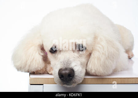 Niedlichen weißen Pudel Hund lag auf Tabelle auf Hintergrund isoliert Stockfoto