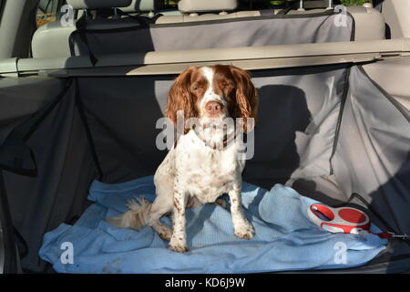 English Springer Spaniel dog sitting in der Rückseite der Land Rover, SUV-Fahrzeug 4x4 Auto auf Decke und wasserdichte Gepäckraumverkleidung nach einem langen Spaziergang bei schönem Wetter Stockfoto