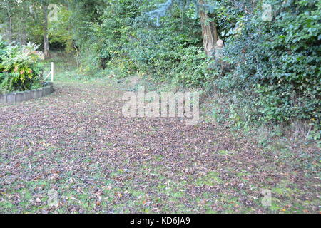 Eiche Blätter und Eicheln fallen von einem Baum auf einer ausgereiften Rasen Garten während der britischen Englisch Herbst Herbst in herefordshire Landschaft Stockfoto