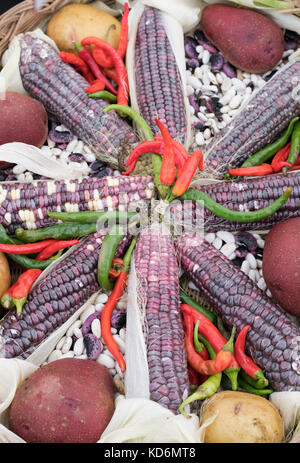 Gemüsetrug zeigt sich mit Doppel-Rotes-Sweetcorn-Koben auf einer Herbstshow. VEREINIGTES KÖNIGREICH Stockfoto