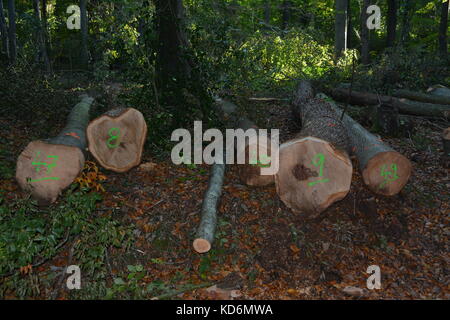 Herbst anmelden Holzeinschlag, fällten Bäume Protokolle auf den am Boden liegenden Wald in Wald Wald am großen doward herefordshire England Großbritannien Stockfoto
