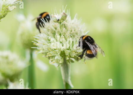 Bumple Biene sitzt auf Die grüne Blume., Ansicht schließen Stockfoto