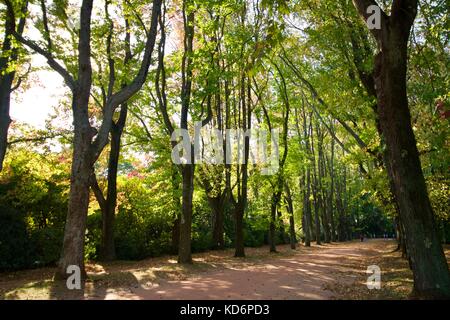 Jardim de Serralves, árvores, copas, folhas e troncos Stockfoto