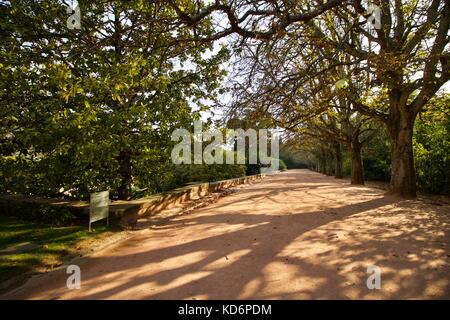 Jardim de Serralves, árvores, copas, folhas e troncos Stockfoto