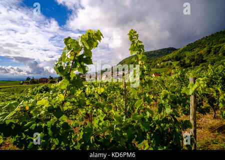 Die Weinberge sind rund um das Dorf Häusern, Husseren-les-Châteaux, am Fuße des Elsass Hügeln Stockfoto