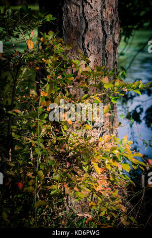 Das Land, die Domäne der Natur, Virginia Beach, Virginia Stockfoto